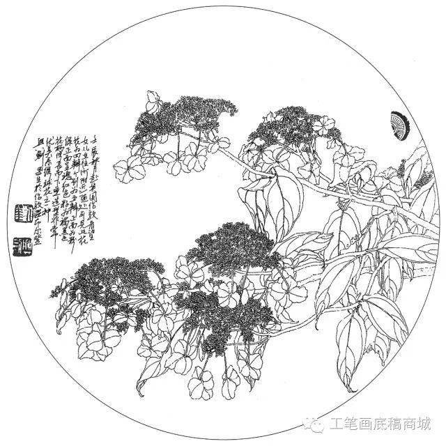 凤梨凤凰花倒挂金钟非洲芙蓉大丽花垂丝海棠垂茉莉百合