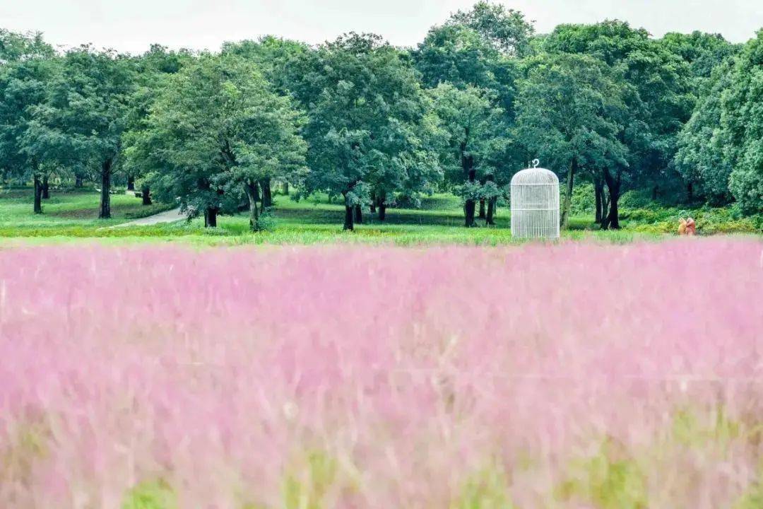 秀丽东方 成都人民熟悉的三圣乡周末赏花休闲地,今年也开辟了一大片