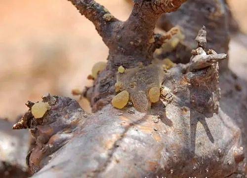 黑话|奸商最怕你搞明白的普洱茶术语：黑话怕内行（一）