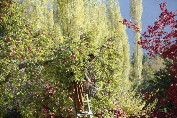 吉尔吉特|巴基斯坦：苹果收获