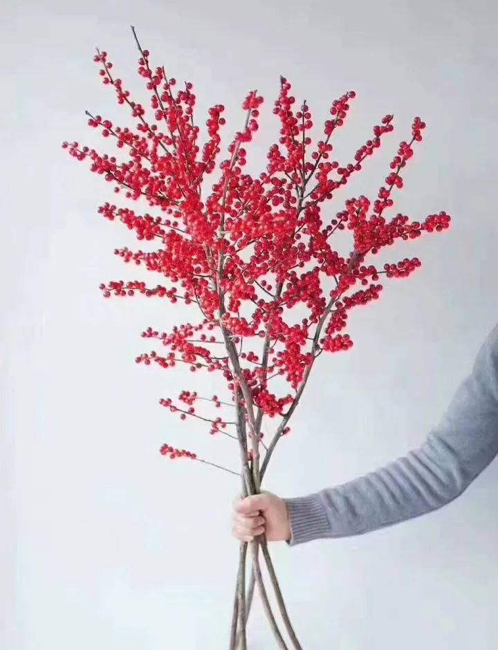 北美冬青的美你才见识了一点点
