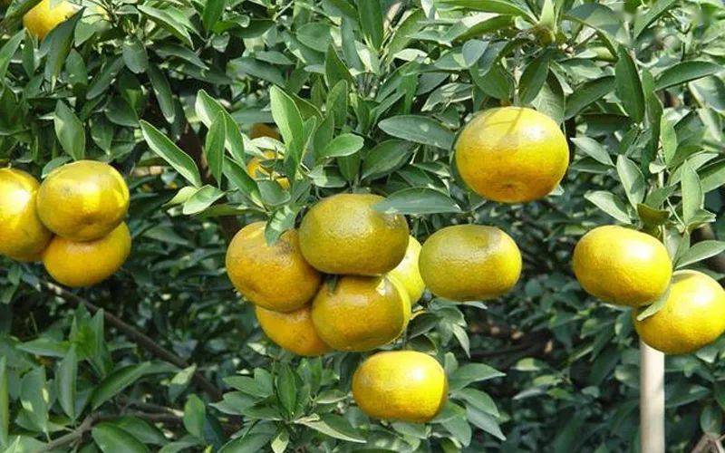 b0ca1c2d4c734c20883e7a260b33f817.jpeg