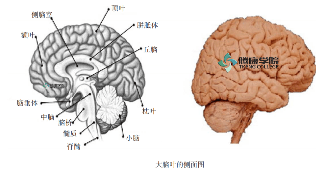 疼痛解剖学|大脑_功能