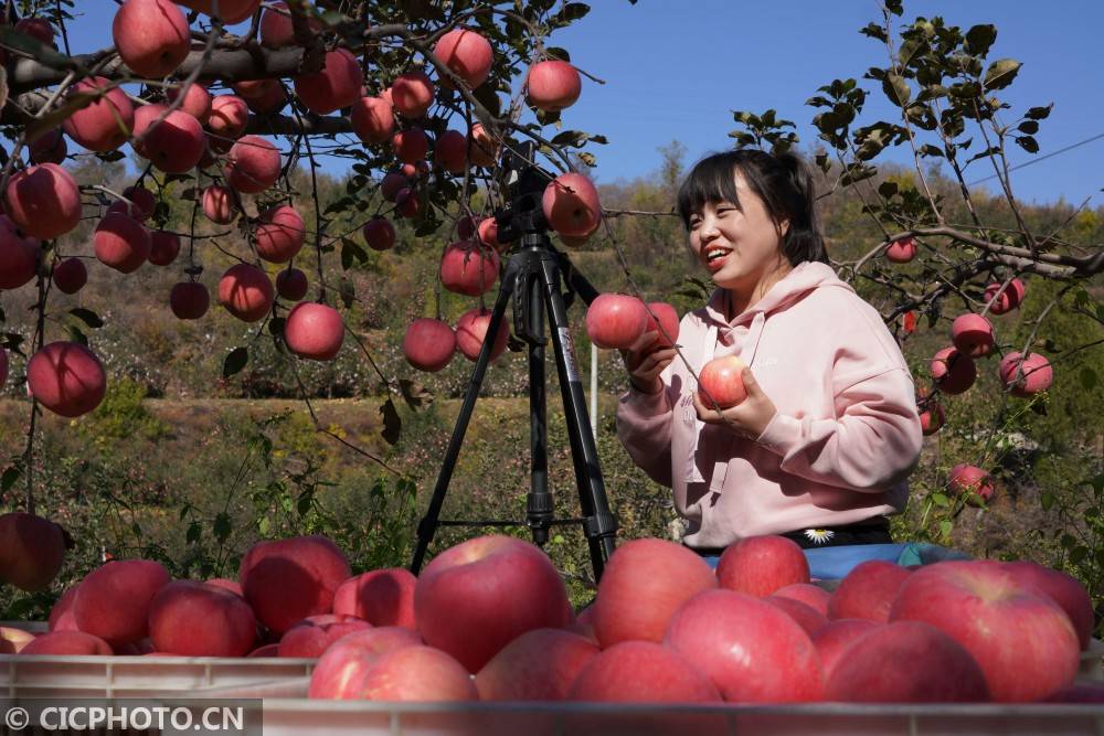 内丘|河北内丘：苹果丰收助增收