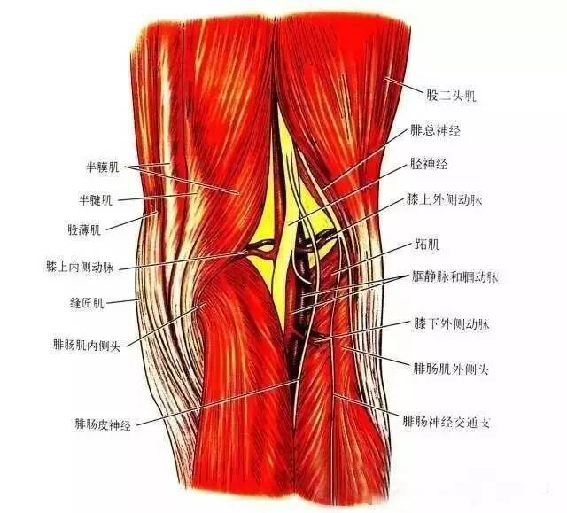 膝关节解剖-膝关节的四面观_韧带