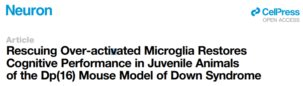 细胞|Cell子刊 | 智力障碍的小胶质细胞-科学家揭示唐氏综合征认知障碍新机制