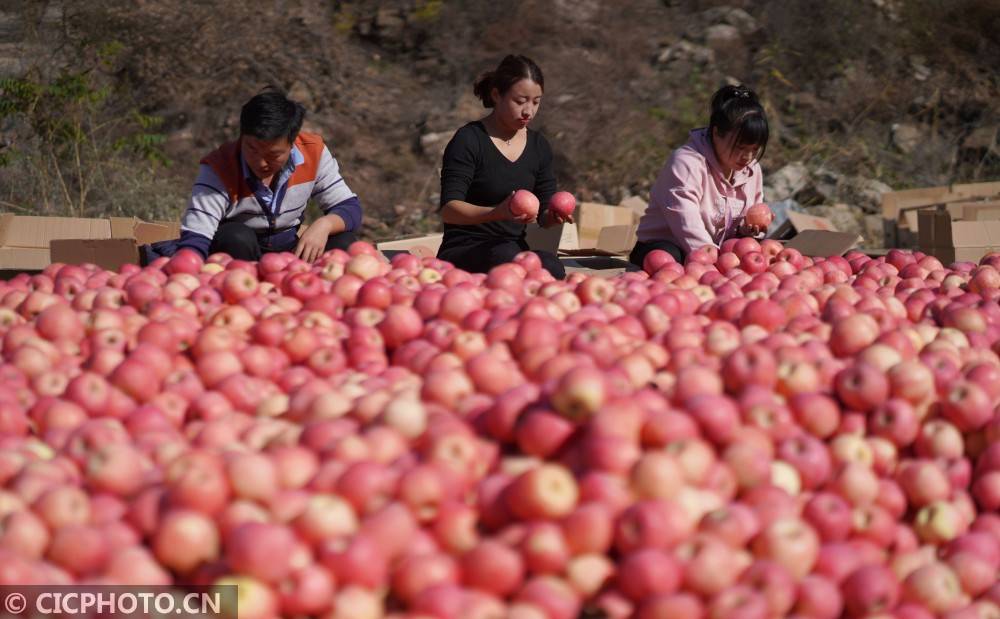 内丘|河北内丘：苹果丰收助增收