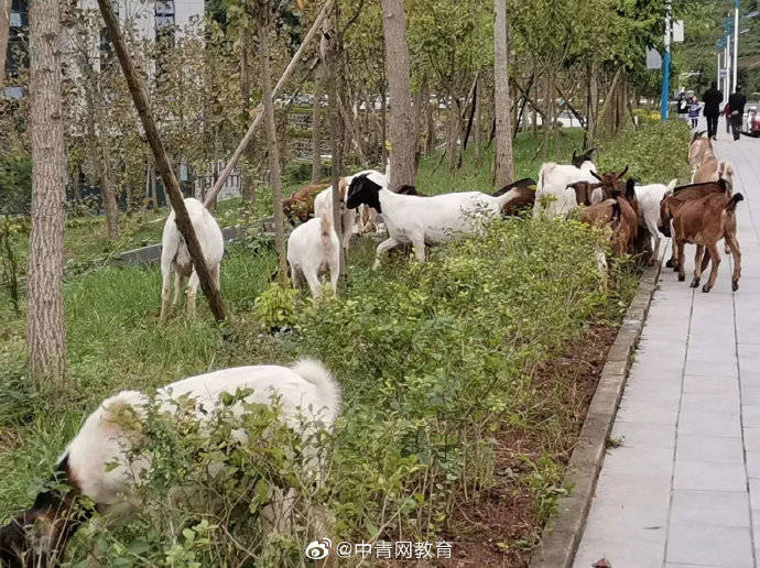 食堂|食堂免费吃一个月！高校养羊请学生吃