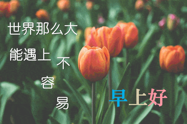 2020很漂亮的早上好问候语表情鲜花图片,特别新的早上