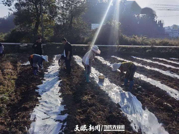 村集体经济积累总量指_村集体经济草莓彩绘墙(2)