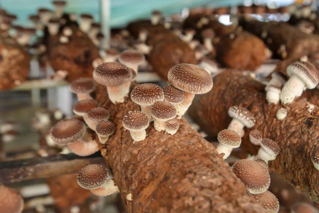 安龙县食用菌核心产业园香菇