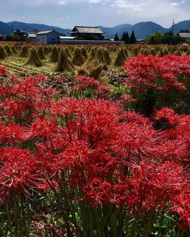 秋日烈焰日本彼岸花景点9选推荐