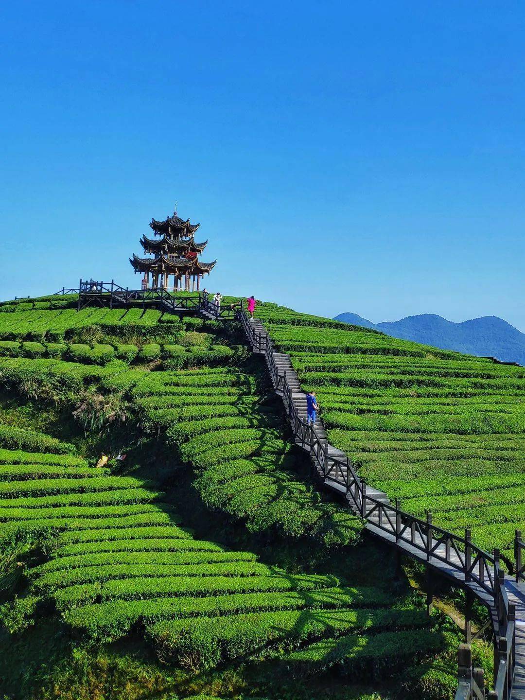 宣恩县伍家台,是著名的茶叶基地.