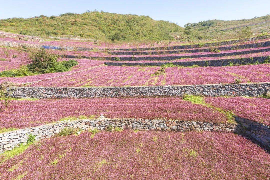 抓住秋日的尾巴|贵州晚秋最美花海,赶紧打卡吧!_安龙县