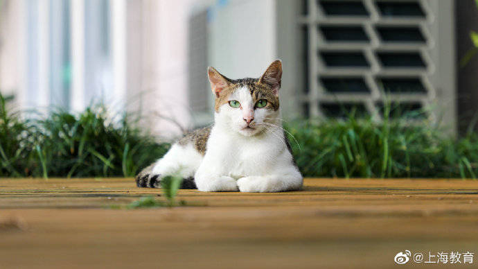 高校|上海高校萌宠看过来