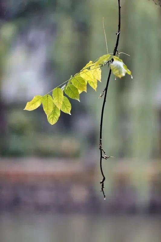 苏教版四年级语文上册秋天教案_小班语言教案秋天_秋天的雨教案范文