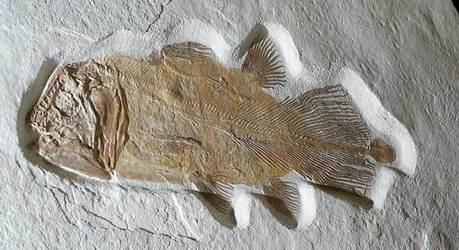 2亿年前鱼化石预计将以5万英镑拍卖_约合