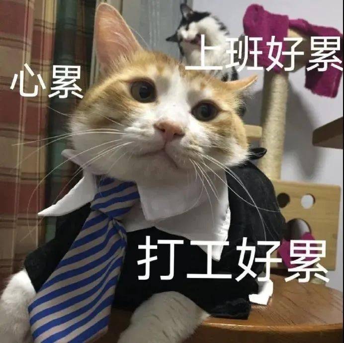 eb6d751fd0624c8987159db5be50ebde.jpeg