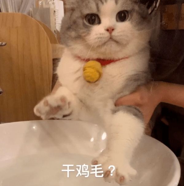from/dy 江湖有大头号外:喵主的猫咖店为 mocha猫咪咖啡(杭州西湖银泰