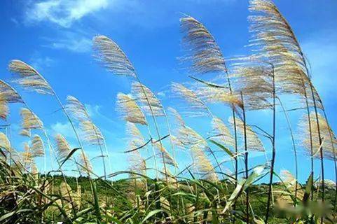 草原的秋天歌曲谱_秋天的草原图片