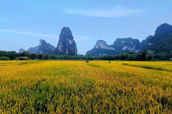 大新县:金秋时节稻香飘 欢天喜地庆丰收