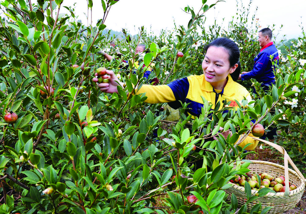 采摘油茶果