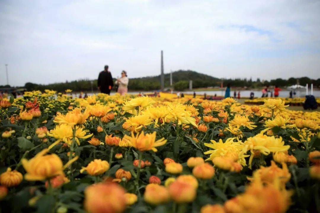 良辰赏好景 月湖美成诗 "月湖菊花旅游季"已开幕 开一起走进 这片花的