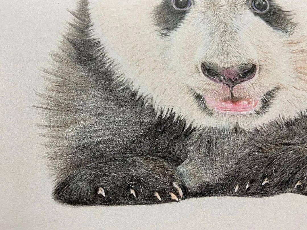 彩铅画图文教程 | 熊猫