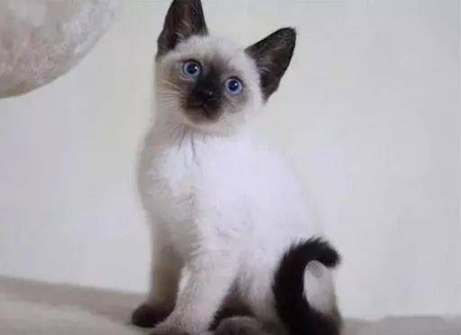 品种最好的暹罗猫是什么 2a57cb56d13d40f5b21cc5e8aee5e341.jpeg