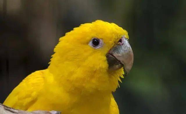 天价变异大黄帽亚马逊鹦鹉价值15万能说话会唱歌鸟友都说值