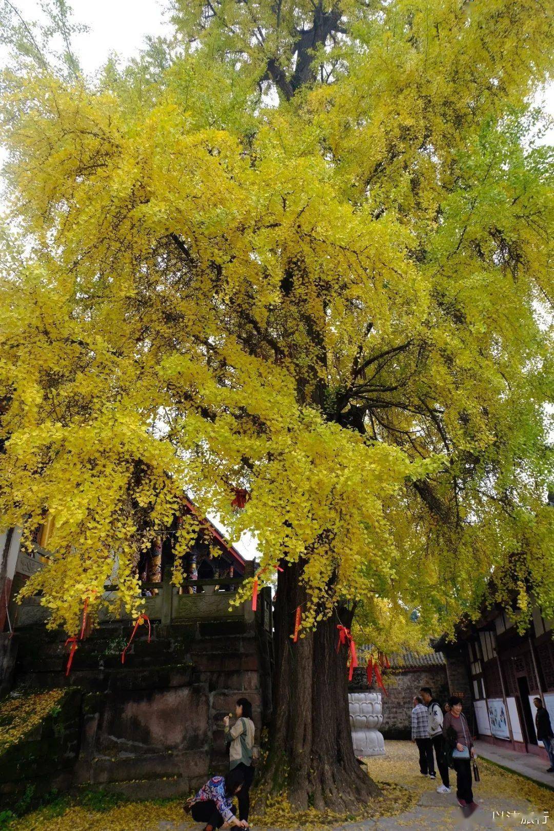 成都周边的银杏已经黄啦,错过等一年_蒙顶山