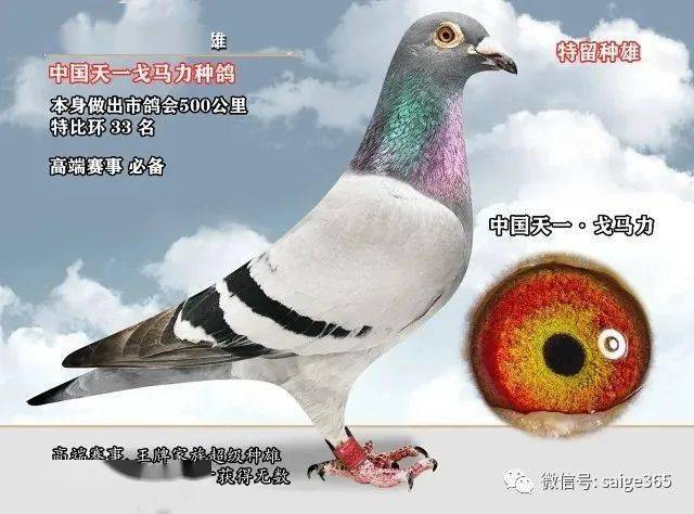 信鸽鸽子市场视频 803bfa0c89074200b8b0685bbbda4b35.jpeg