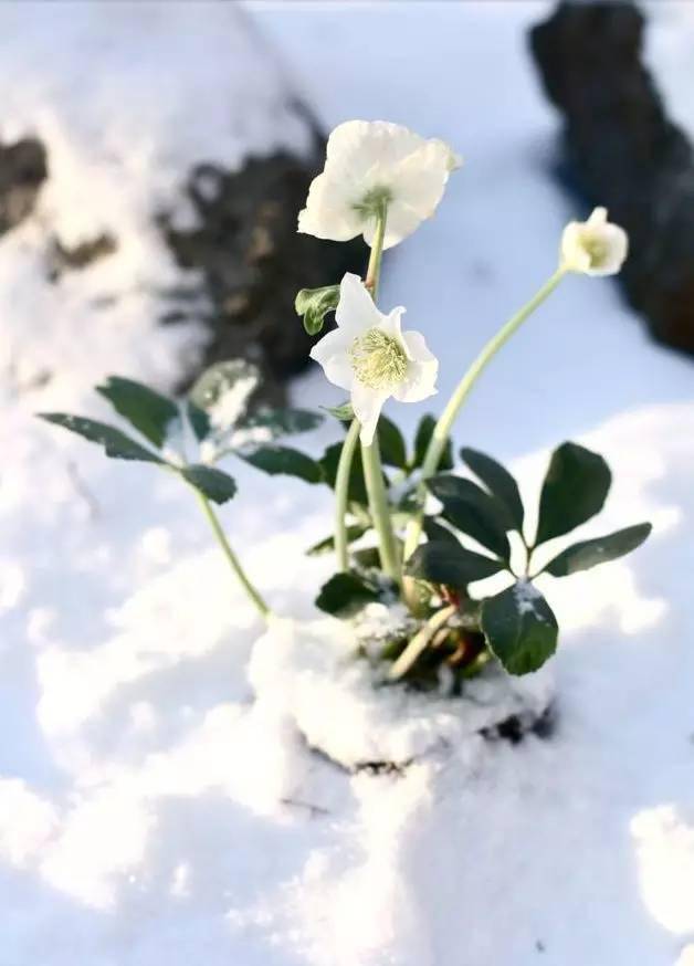 冬日最美雪绒花