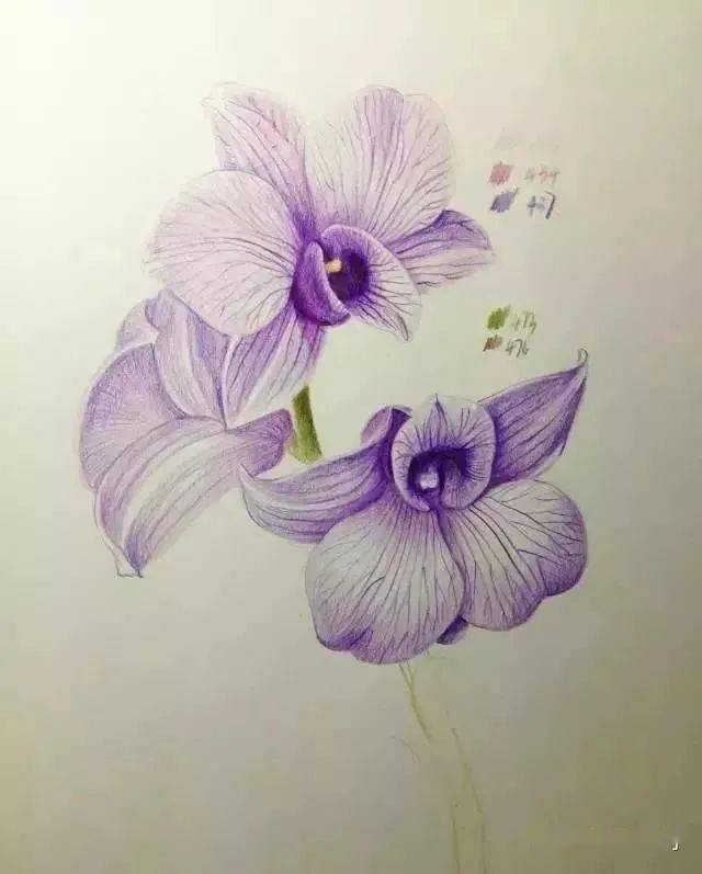 彩铅花卉教程 | 用彩铅画一朵兰花,彩铅花卉步骤教程