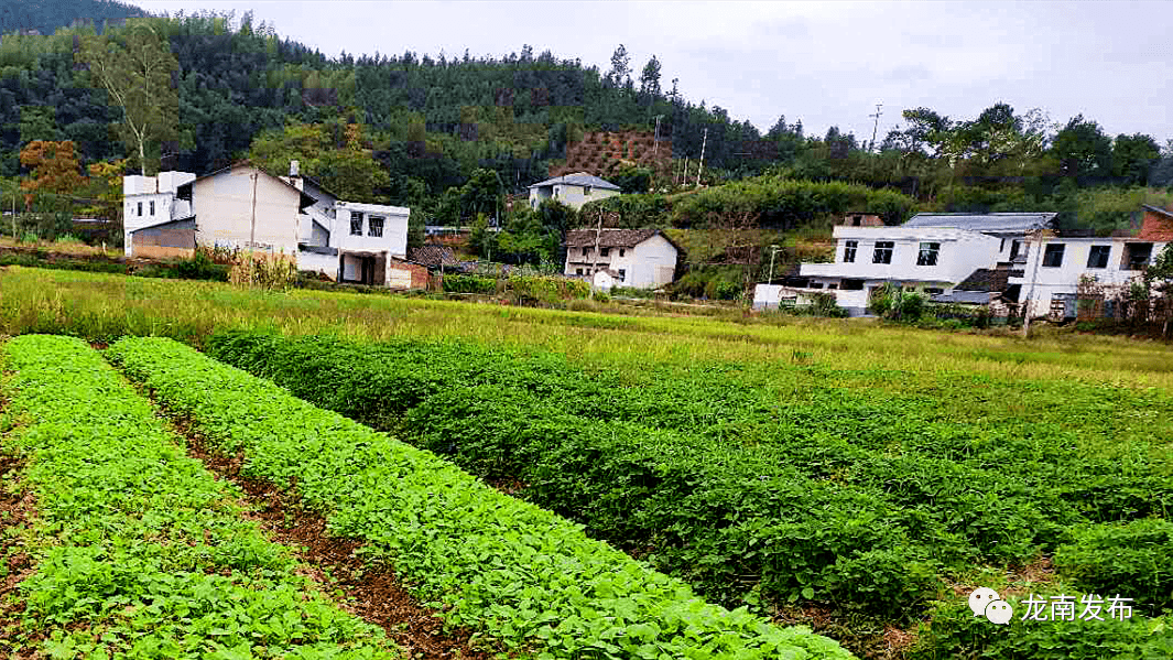 走到龙南田间地头里看看