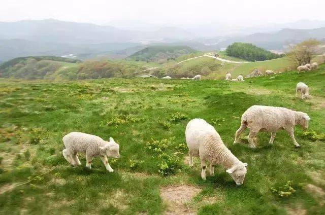 横山羊散养在光照充足,雨热同季的草原山地.