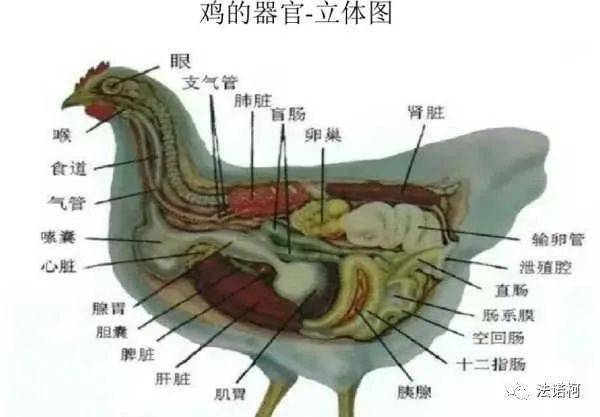 家禽的生物学特性你知道吗?_泄殖腔