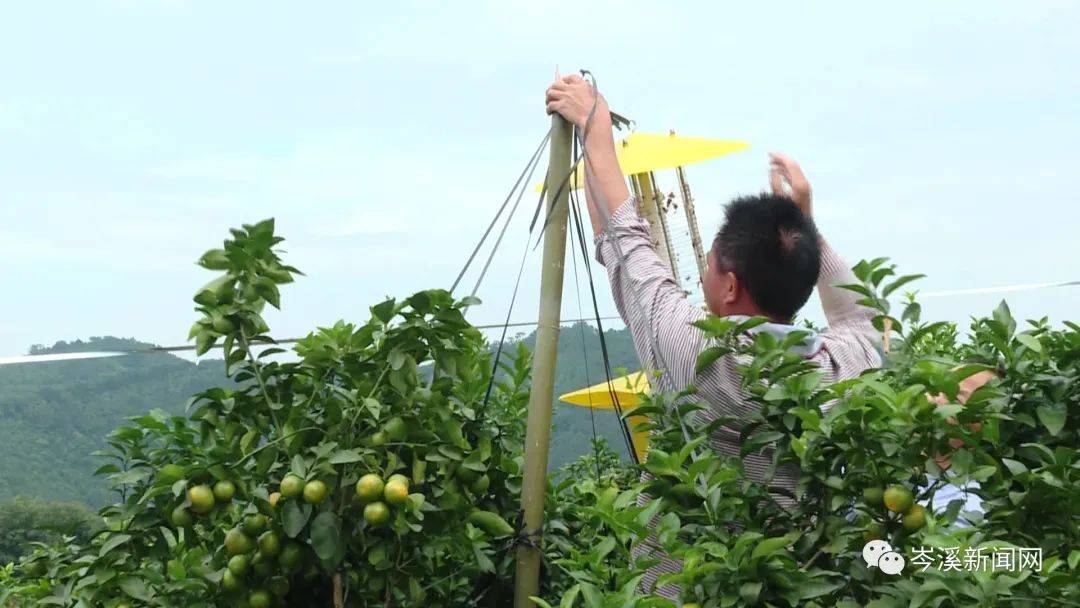 专家提醒广大果农,当下正是柑橘小实蝇和吸果夜蛾的危害高峰期,果农们