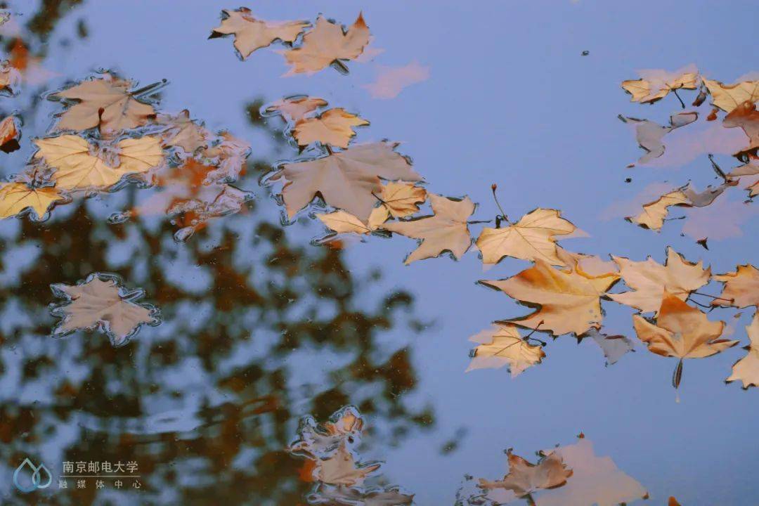 官宣|高校“官宣”秋景来了，有你的校园记忆吗？