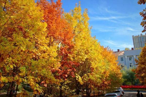 秋景大|高校秋景大赏丨想在春天种下一片色彩 在秋天送给你