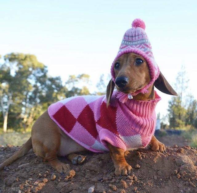 衣橱|腊肠犬成网红,拥有专属百变时尚衣橱,网友:比我衣服还多