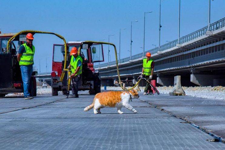 普京到工地视察工作结果一只斗鸡眼的橘猫火了