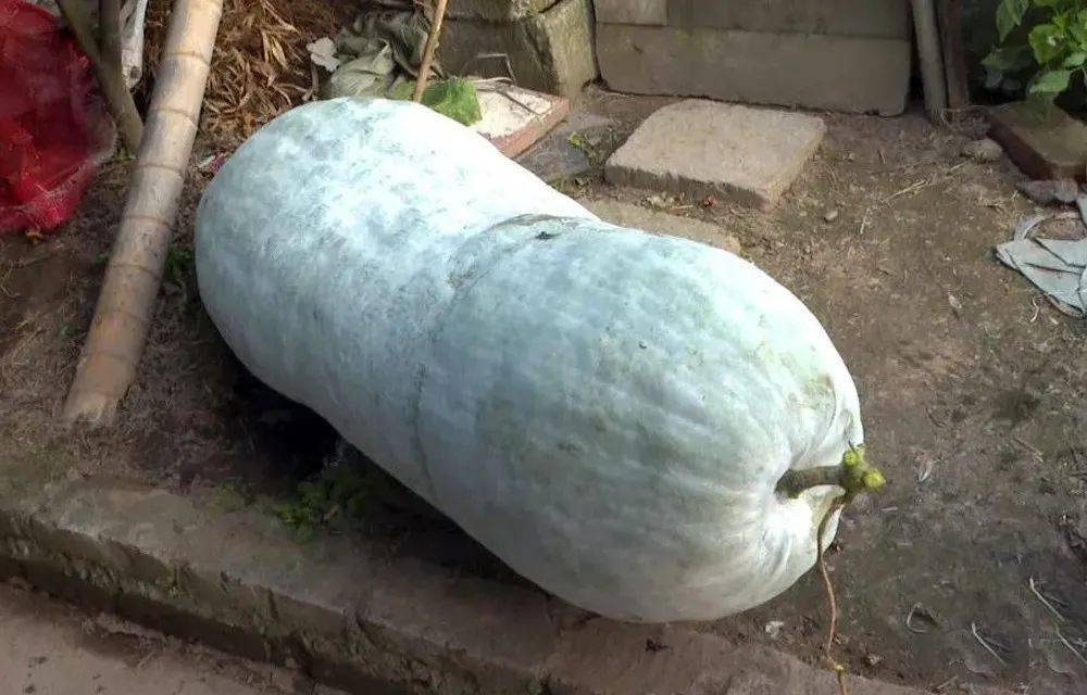 丽水有个120斤重的冬瓜你见过没