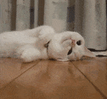 212_197gif 动态图 动图