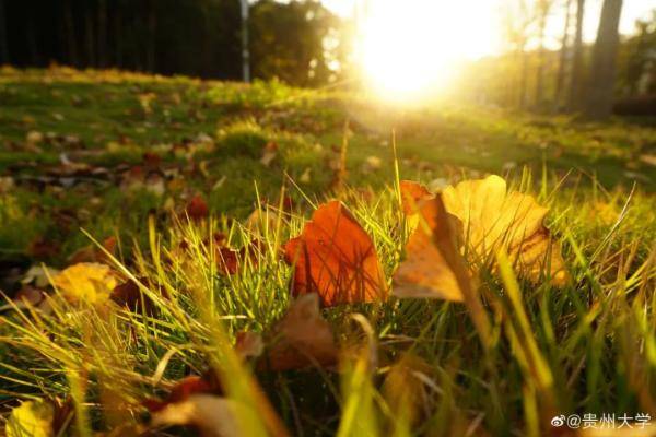 秋景|惊艳！高校官宣秋景来了，有你的母校吗？