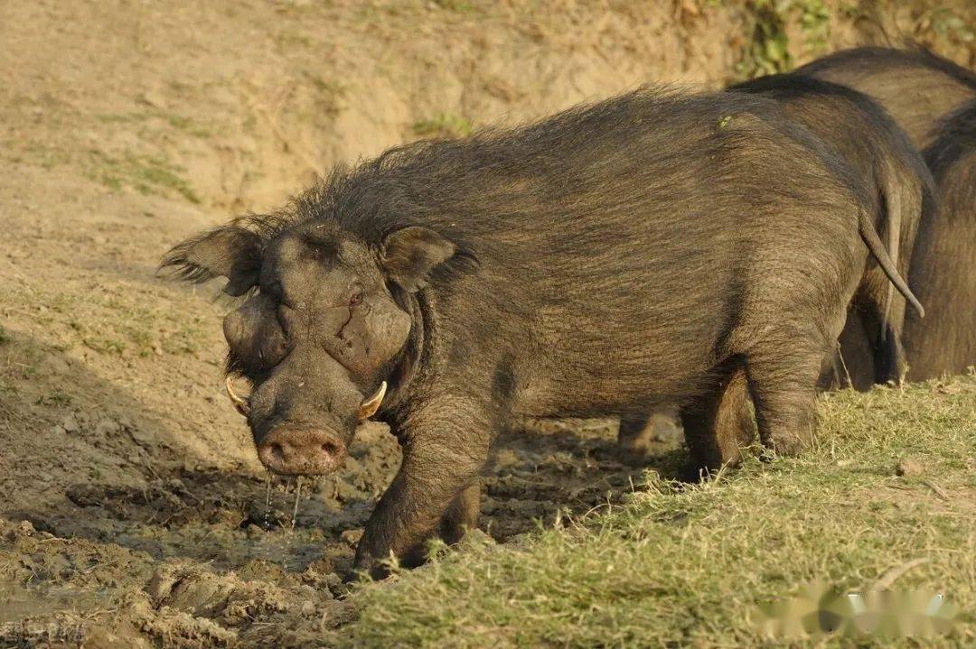 非洲巨型野猪体型大过东北虎狮子都头疼