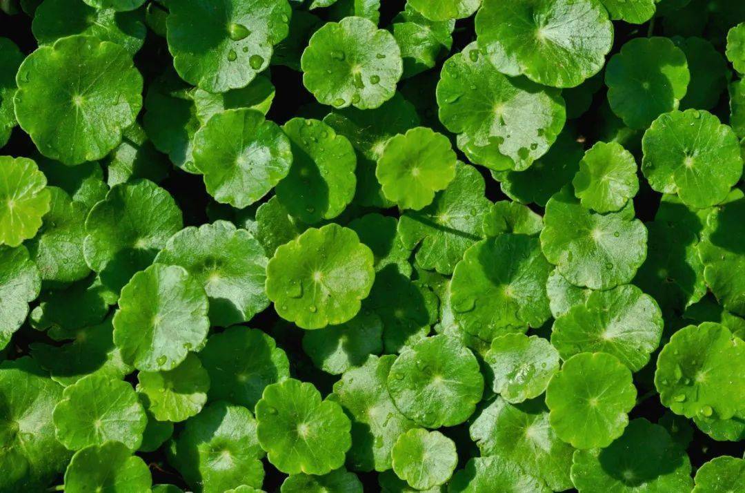 仙人掌|灵芝护肤？仙人掌敷脸？大牌们真是越来越敢了！