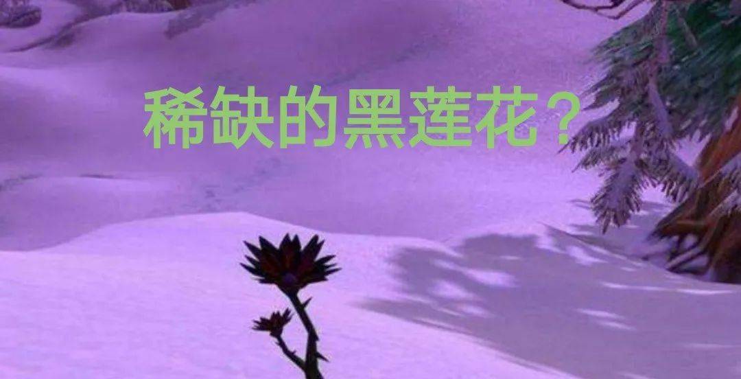魔兽怀旧服地精囤黑莲花2千朵,扬言赚台外星人,不过是痴人说梦