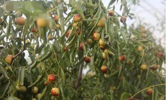 枣树的修剪：疏枝、回缩、短截、抹芽、摘心