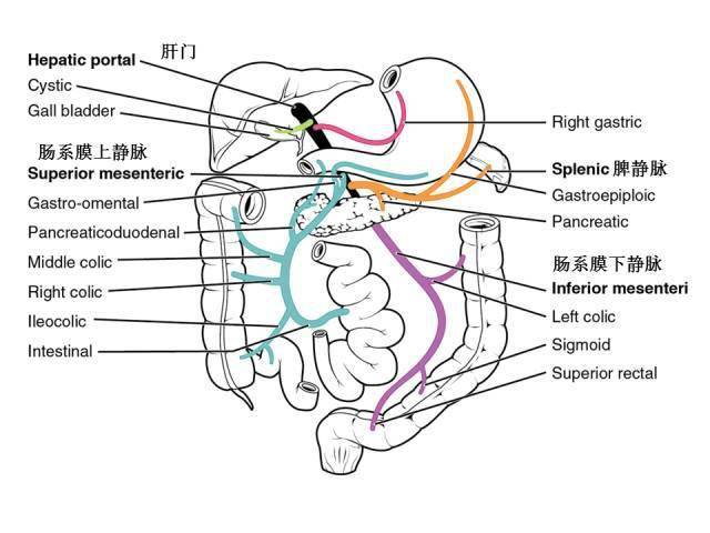 怎么快速消化肚子里的血液 db4c898f41944fe39975946169e113bf.jpeg